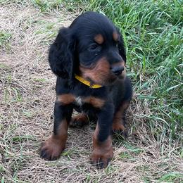 Yellow - Black and tan male Gordon Setter puppy in Gordonville, Pennsylvania from Blue Ribbon Setters