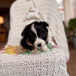 Blue Female - Black and tan female Pembroke Welsh Corgi puppy in La Porte City, Iowa from Cedar River Corgis