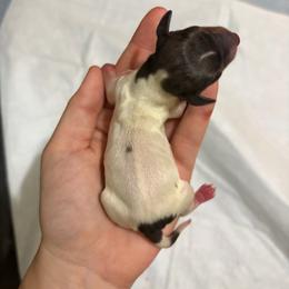 Grace - Piebald female Dachshund puppy in Mesquite, Texas from 208 Dox Dynasty