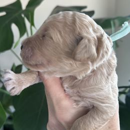 Gummy Bear - Goldendoodle puppy from DogHouse Doodles