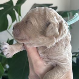 Gummy Bear - Goldendoodle puppy from DogHouse Doodles