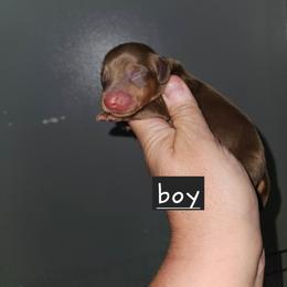 B3 - Chocolate and tan male Dachshund puppy in Lansing, Michigan from Black Thunder 517 Dachshunds and frenchies
