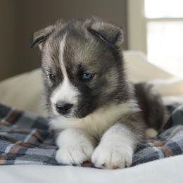 Fern - Agouti and white female Siberian Husky puppy in Wiscasset, Maine from Running with Huskies
