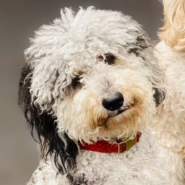 Bailey - Goldendoodle