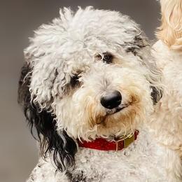 Bailey - Goldendoodle