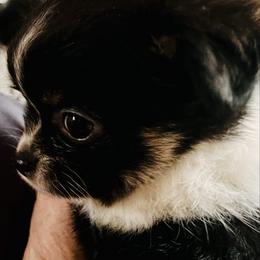 007 - Black and tan male Chihuahua puppy in Windsor, South Carolina from Gemstone Chihuahuas