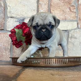 Orange collar - Fawn male Pug puppy in Tucson, Arizona from Furever Friends