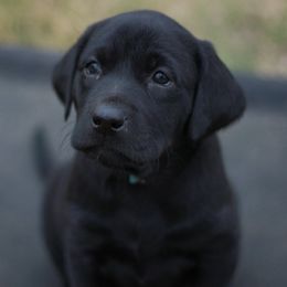 Australian Shepherd and Labrador Retriever Puppies from Wheatland Dog Center