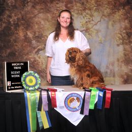Rusty  - Cavalier King Charles Spaniel