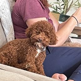 Poodle All Grown Up from Crimson Ridge Poodles