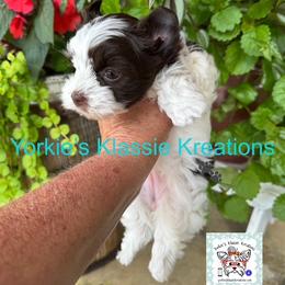 ISABELL - Parti female Yorkshire Terrier puppy in Dierks, Arkansas from Yorkie’s Klassie Kreations