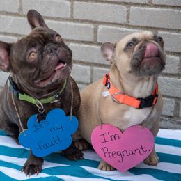 French Bulldogs from Detroit Frenchies