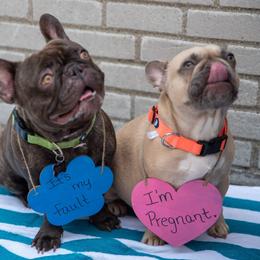 French Bulldogs from Detroit Frenchies