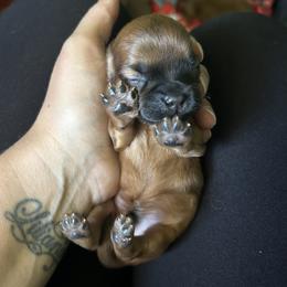 Shih Tzu Puppies from Adam & Eve Pups CT