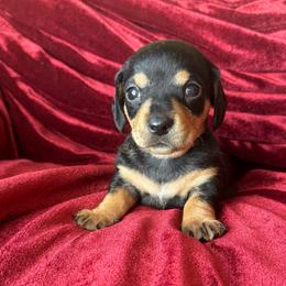 Boy 4 - Black and cream male Dachshund puppy in Ackerly, Texas from Silver Dach Farms