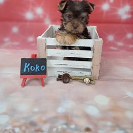Koko - Chocolate and tan male Yorkshire Terrier puppy in Albany, Minnesota from Sandy's Yorkshire Terriers