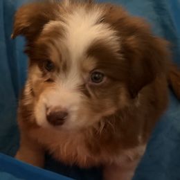 Dante - Red tri-color male Australian Shepherd puppy in Auburndale, Florida from Amber's Aussies and Huskies