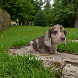 Lobo - Chocolate and cream male Dachshund puppy in Oklahoma City, Oklahoma from OkieDoxieland Dachshunds