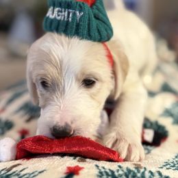 Hermione- Baby Pink Collar - Parti female Assorted Doodle Crosses puppy in Norfolk, Virginia from Móraí’s Doodles