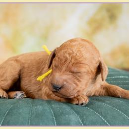 Paige - Red  female Goldendoodle puppy in Connersville, Indiana from Deaz Doodle Ranch