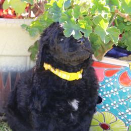 Pikachu - Black male Poodle puppy in Ephrata, Washington from NCR Ranch