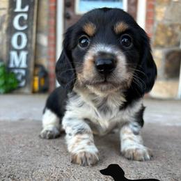 Licorice - Piebald male Dachshund puppy in Hawley, Texas from Little e Dachshunds