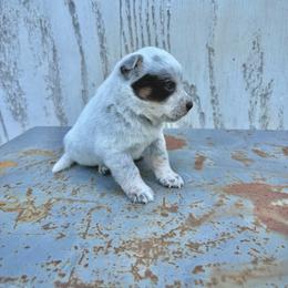 Boy 2 - Blue male Australian Cattle Dog puppy in Hurley, Virginia from BoardCamp Kennels-AKC Australian Cattle Dogs