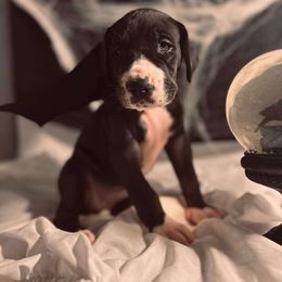 Gin - Great Dane puppy from Gigantes de Cervantes