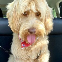 Griselda - Australian Labradoodle