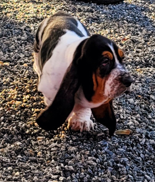 Basset Hound Puppies from Double Branch Basset Hounds