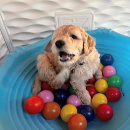 Goldendoodle Puppies from Lundee Doodles