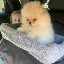 Pomeranian Puppies from Halo Poms