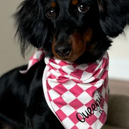 Australian Shepherds and Dachshunds from Lil’ Town Aussies