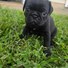 Boy 3 orange - Black male Pug puppy in Bainbridge, Ohio from Snuggle Pugs
