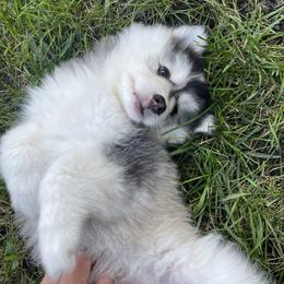 Pomsky Puppies from Blue Sky Pomsky