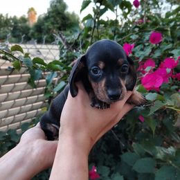 Puppy 3 - Black and tan male Dachshund puppy in Riverside, California from Saddle Up Dachshunds