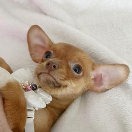 Little miss kissy - Fawn female Chihuahua puppy in Alvord, Texas from Gift of Gods Favor