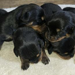 Girl 4 - Black and mahogany female Rottweiler puppy in Hamburg, New York from World Class Rottweilers And French bulldogs