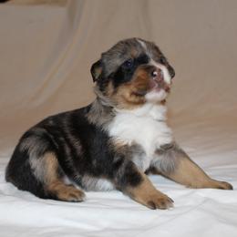 Derringer - Blue female Australian Cattle Dog puppy in Willamina, Oregon from Cherished Chihuahuas