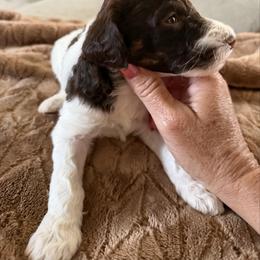 Zuko - Parti male Poodle puppy in Washington, Pennsylvania from Patriotic Poodles