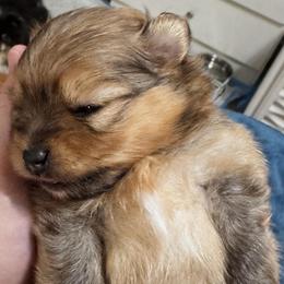 Tango - Cream sable male Pomeranian puppy in North Port, Florida from POMRITA POM’S