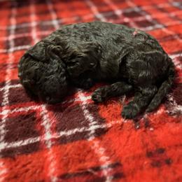 Brown girl - female Golden Mountain Doodle puppy in Blue Springs, Missouri from Jeanie’s Doodles