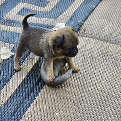 Brussels Griffon Puppies from Mad Monkey