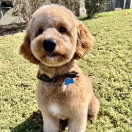 Stanley - Goldendoodle