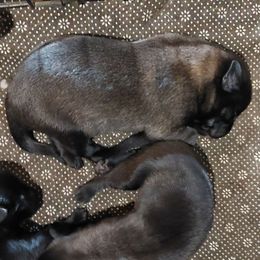 Zena Zamora - Mahogany female Belgian Malinois puppy in Elizabethton, Tennessee from Forever Family K9