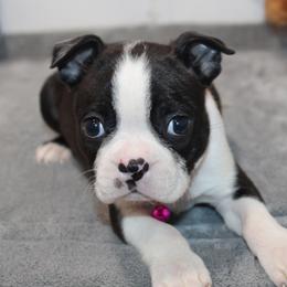Zella Girl 2 - Black brindle and white female Boston Terrier puppy in Brooksville, Florida from I Love Pups