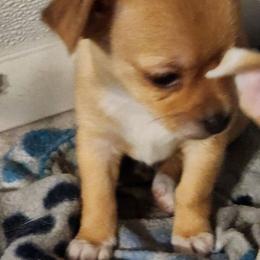 Coby - Fawn and white male Chihuahua puppy in Nc, Florida from Brusseluv2