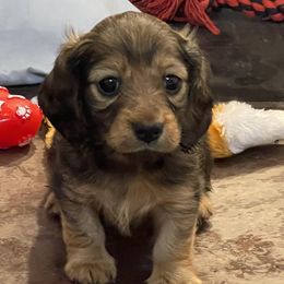 Dachshunds from Royal Champion Dogs