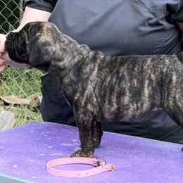 Nutter Butter - Red fawn brindle female Bullmastiff puppy in Athens, Georgia from RCS Kennels