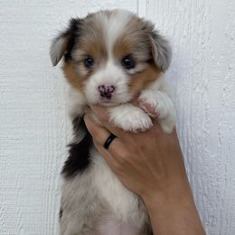 Girl 1 - Blue merle and white American Corgi puppy in Las Cruces, New Mexico from Fay River Farm Corgis